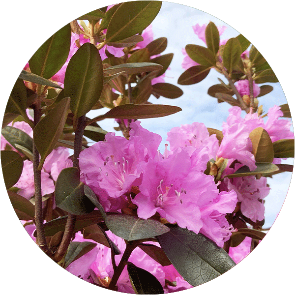 Pink Impatiens.